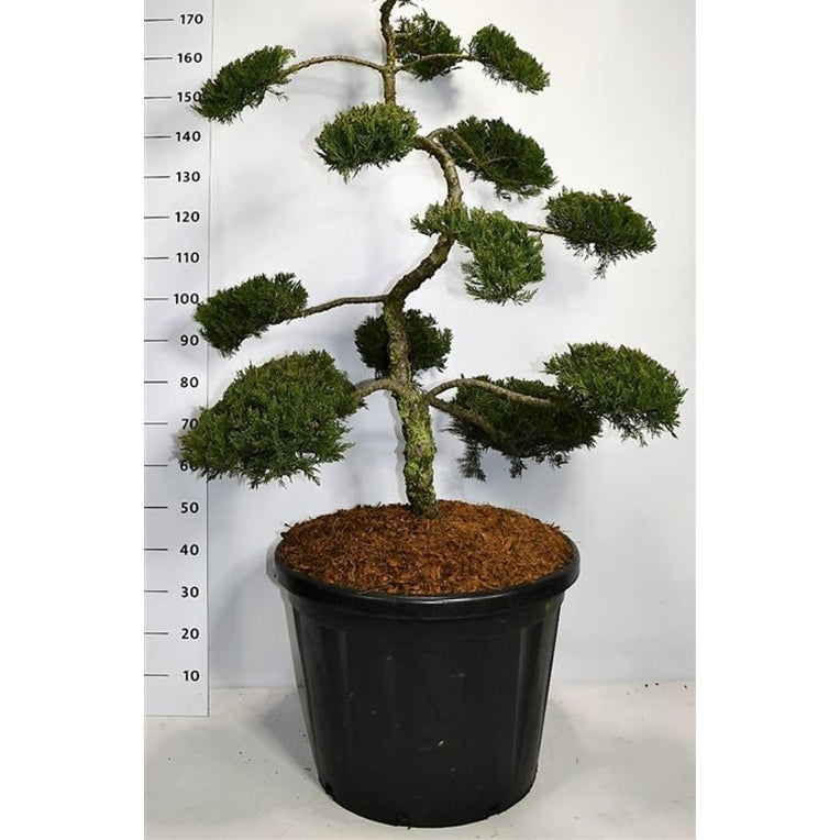 Savin-en – Juniperus sabina 'Rockery Gem' - C110 120-140 cm. Bonsai